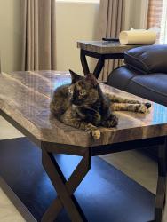 Found/Stray Unknown Cat last seen Manzano vista and Hubbard, Albuquerque, NM 87123