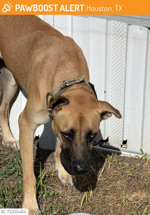 Found/Stray Male Dog last seen Veterans Memorial, Houston, TX 77038