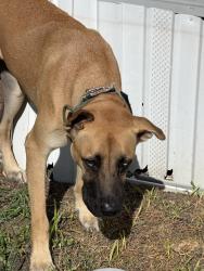 Found/Stray Male Dog last seen Veterans Memorial, Houston, TX 77038