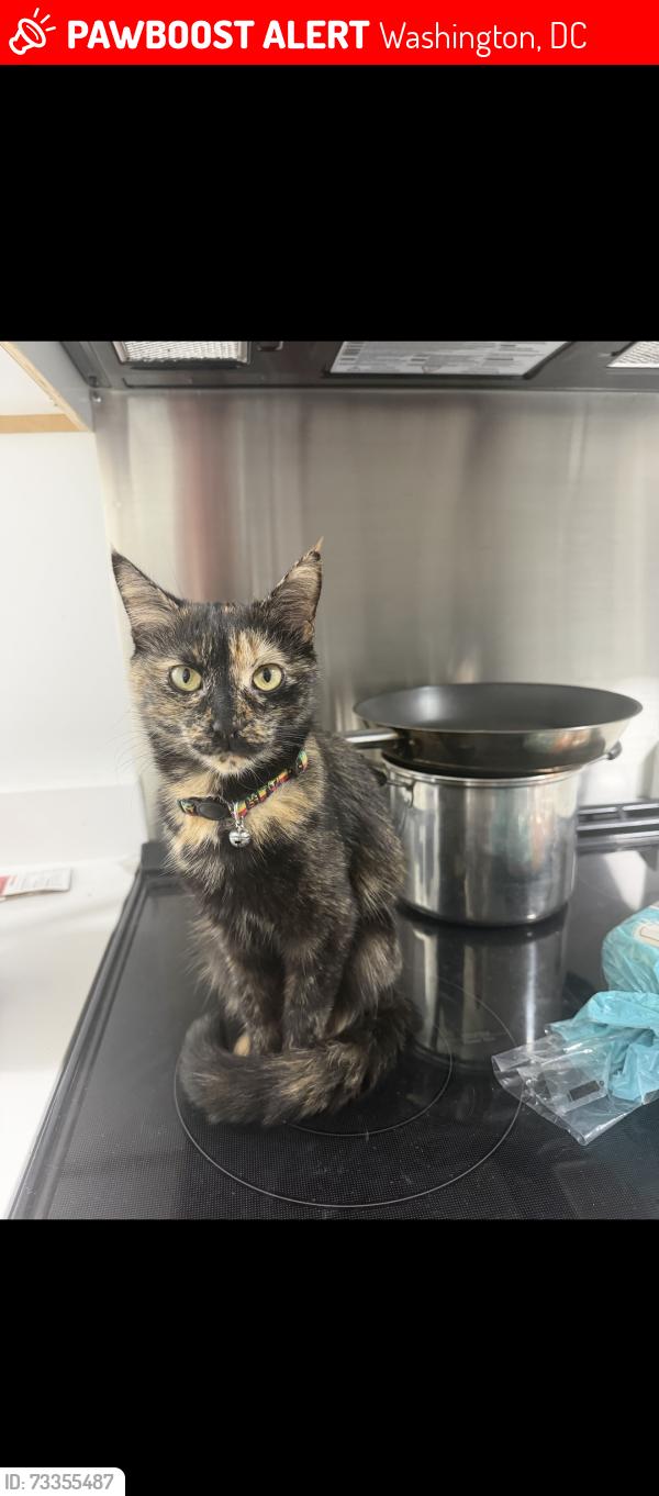 Lost Female Cat last seen Buchanan st nw washington dc 200111, Washington, DC 20011