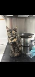 Lost Female Cat last seen Buchanan st nw washington dc 200111, Washington, DC 20011