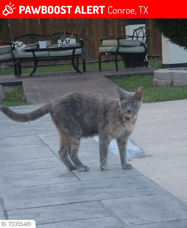Lost Female Cat last seen W lewis St 77301, Conroe, TX 77301