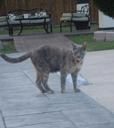 Lost Female Cat last seen W lewis St 77301, Conroe, TX 77301
