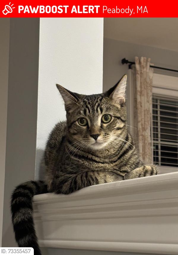 Lost Male Cat last seen Andover Street & Pulaski Street, Peabody, MA 01960