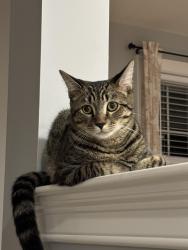 Lost Male Cat last seen Andover Street & Pulaski Street, Peabody, MA 01960
