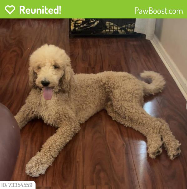 Reunited Male Dog last seen Laurel Meadows Subdivision, Greenville, SC 29607