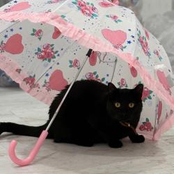 Shelter Stray Male Cat last seen , Animal Care & Control Team of Philly, 111 W Hunting Park Ave, Philadelphia, PA 19140, USA