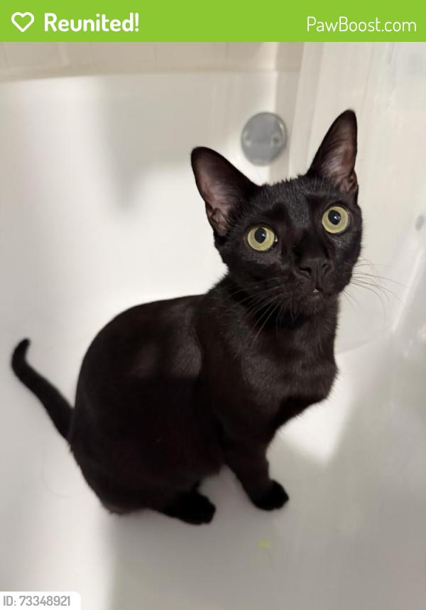 Reunited Male Cat last seen Near grapevine milk Pkwy, Grapevine, TX 76051