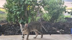 Reunited Female Cat last seen Matador Ranch, Fort Worth, TX 76134