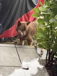Found/Stray Unknown Dog last seen Hialeah, Hialeah, FL 33012