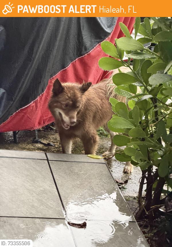 Found/Stray Unknown Dog last seen Hialeah, Hialeah, FL 33012