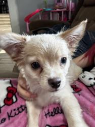 Lost Male Dog last seen Fresh foods IGA, Lumberton, NC 28358