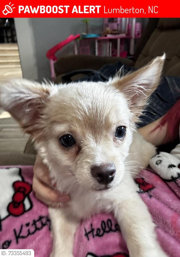 Lost Male Dog last seen Fresh foods IGA, Lumberton, NC 28358