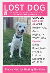 Reunited Male Dog last seen Bardin rd and Hudson rd, Grand Prairie, TX 75052