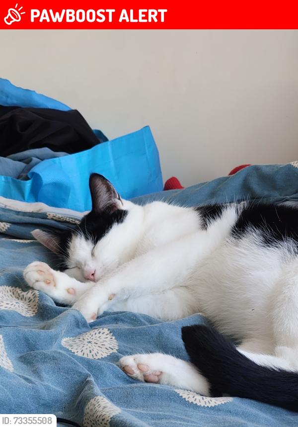 Lost Female Cat last seen Sour mead road, Stoke Gifford, England 