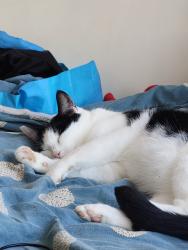 Lost Female Cat last seen Sour mead road, Stoke Gifford, England 
