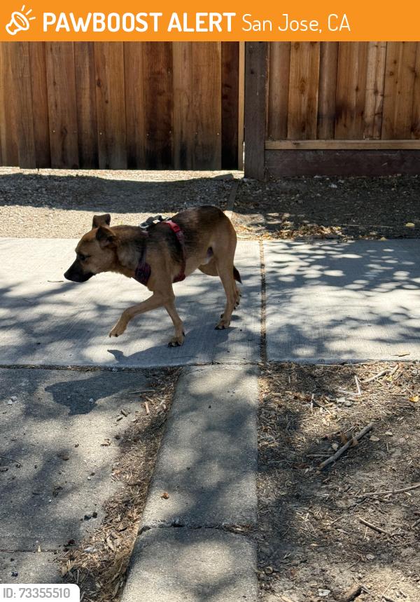 Found/Stray Unknown Dog last seen Taylor and First going towards third and fourth, San Jose, CA 95110