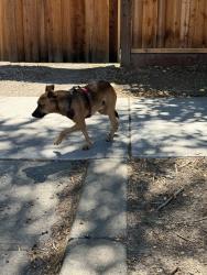 Found/Stray Unknown Dog last seen Taylor and First going towards third and fourth, San Jose, CA 95110