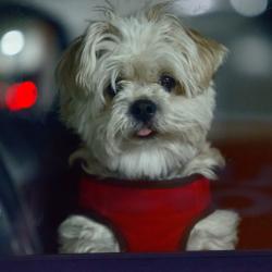 Lost Male Dog last seen Claremont and Fair Oaks, Pasadena, CA 91103