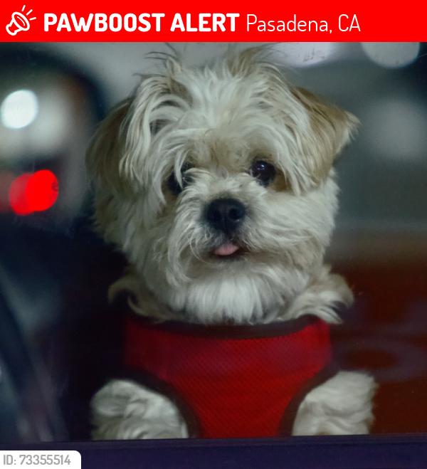 Lost Male Dog last seen Claremont and Fair Oaks, Pasadena, CA 91103