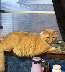 Reunited Male Cat last seen Crosstimbers neighborhood, Moore, OK 73160
