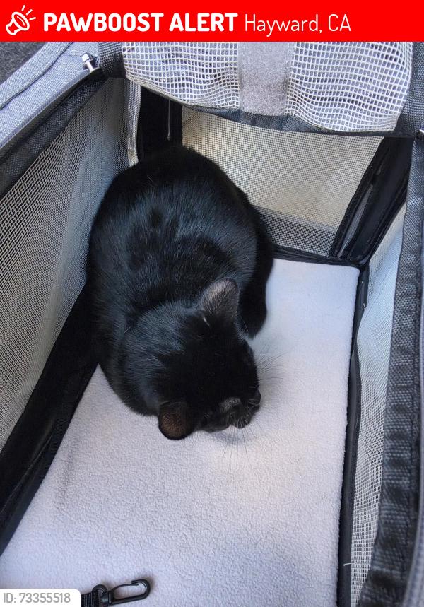 Lost Female Cat last seen Deer Park Ct, Hayward, CA 94542