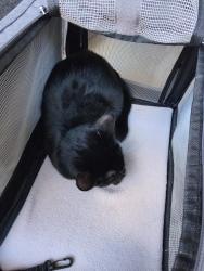 Lost Female Cat last seen Deer Park Ct, Hayward, CA 94542