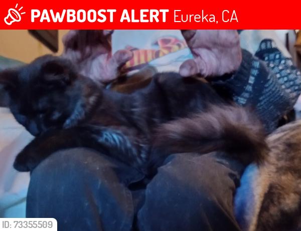 Lost Male Cat last seen Union street, Eureka, CA 95501