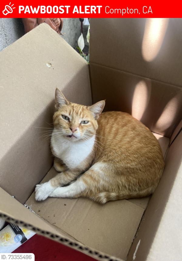 Lost Female Cat last seen Rosecrans & Wilmington, Compton, CA 90222