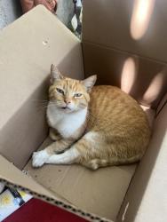 Lost Female Cat last seen Rosecrans & Wilmington, Compton, CA 90222