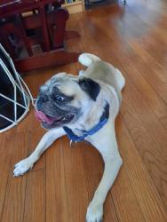 Found/Stray Male Dog last seen Commerce and Pine, San Antonio, TX 78203