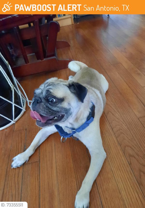 Found/Stray Male Dog last seen Commerce and Pine, San Antonio, TX 78203
