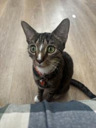 Reunited Female Cat last seen Near Walnut St, Waterbury, CT 06704, USA, Waterbury, CT 06704