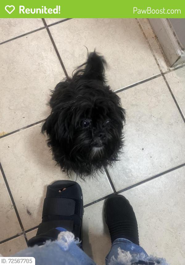 Reunited Female Dog last seen 43rd, 290, Houston, TX 77092