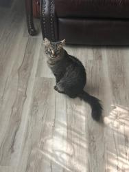 Reunited Male Cat last seen Spring Rd, Smyrna, GA 30080