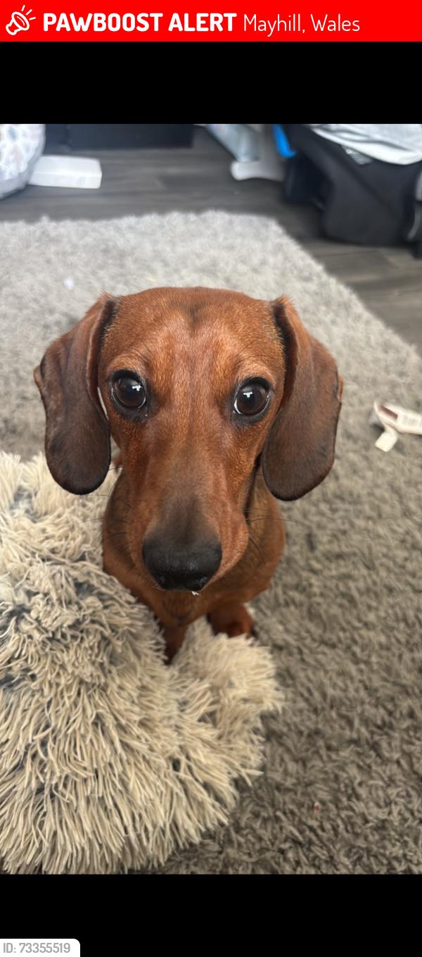 Lost Male Dog last seen Mayhill park, Mayhill, Wales 