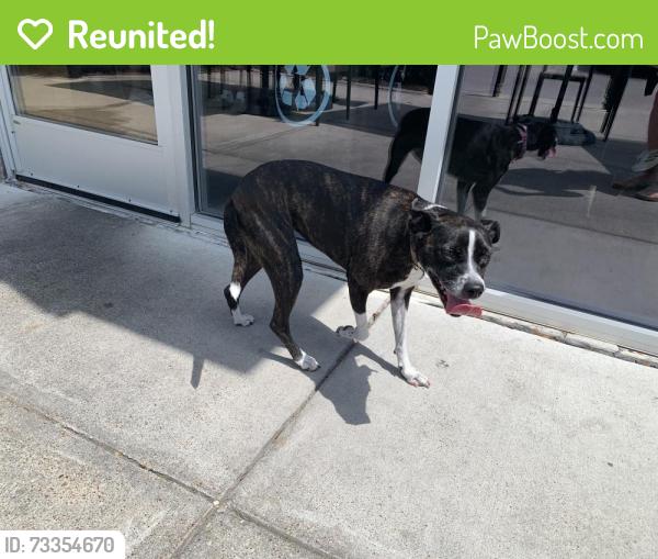Reunited Unknown Dog last seen Hewitt dr by Starbucks, Waco, TX 76712