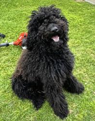 Reunited Male Dog last seen Handley rd, Fort Worth, TX 76112