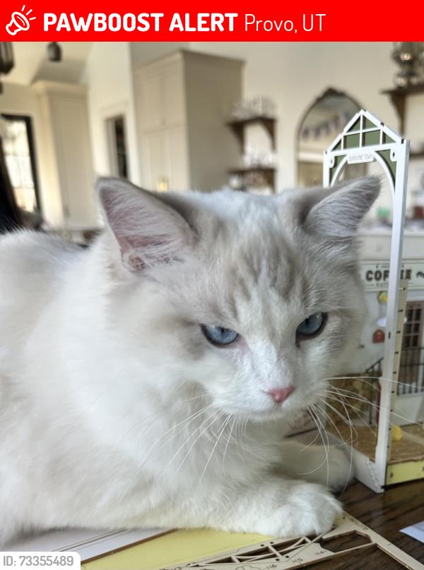 Lost Male Cat last seen Foothill and quail valley rd, Provo, UT 84604