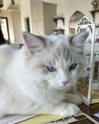 Lost Male Cat last seen Foothill and quail valley rd, Provo, UT 84604