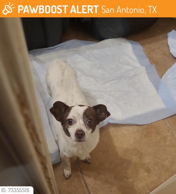 Found/Stray Female Dog last seen Near Huebner Road The HILLS on Huebner, San Antonio, TX 78240