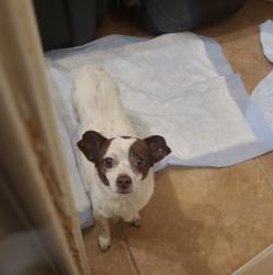 Found/Stray Female Dog last seen Near Huebner Road The HILLS on Huebner, San Antonio, TX 78240