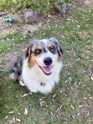 Reunited Male Dog last seen In neighborhoods off of Rancho California near Palomar Village, Temecula, CA 92592