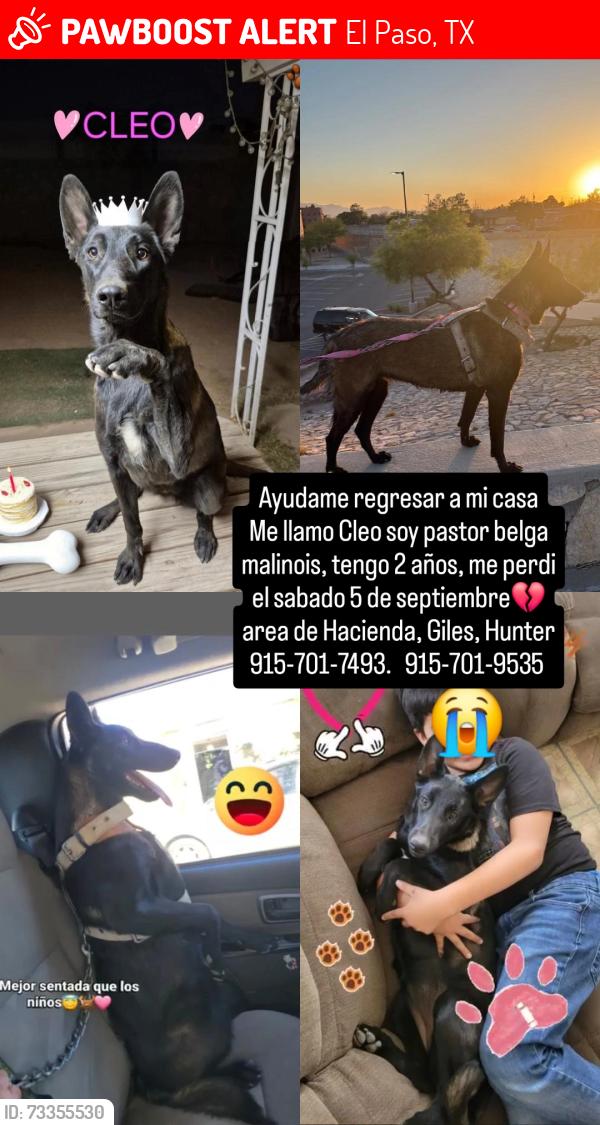 Lost Female Dog last seen Hunter, El Paso, TX 79925