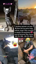 Lost Female Dog last seen Hunter, El Paso, TX 79925