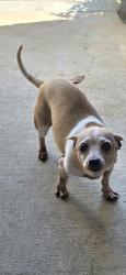 Found/Stray Female Dog last seen Barton Woods, Conroe, TX 77301