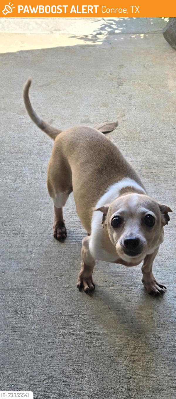 Found/Stray Female Dog last seen Barton Woods, Conroe, TX 77301