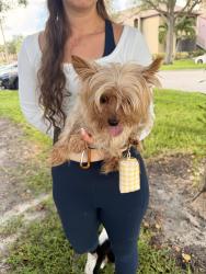 Found/Stray Male Dog last seen Itopia Rear Mailboxes, St. Petersburg, FL 33702
