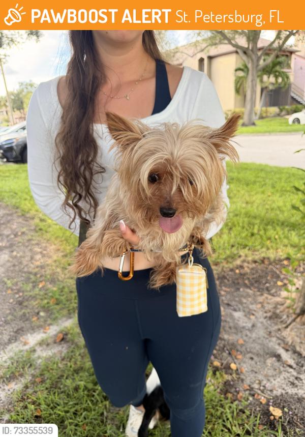 Found/Stray Male Dog last seen Itopia Rear Mailboxes, St. Petersburg, FL 33702