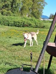 Lost Male Dog last seen Cook rd dalhstad rd, Burlington, WA 98233